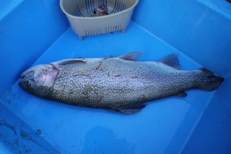 としまえんフィッシングエリア 釣果