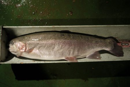 としまえんフィッシングエリア 釣果