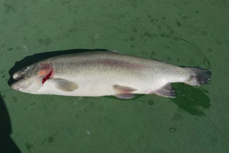 としまえんフィッシングエリア 釣果