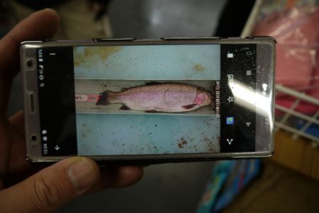 としまえんフィッシングエリア 釣果