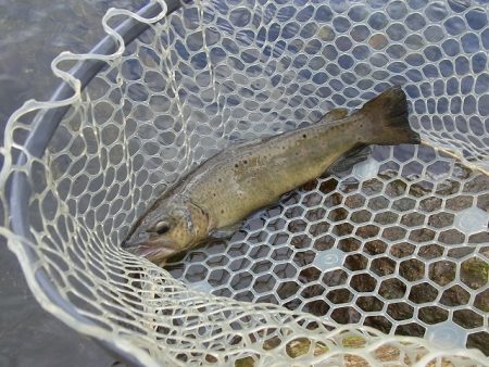 平谷湖フィッシングスポット 釣果