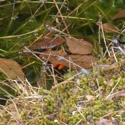平谷湖フィッシングスポット 釣果