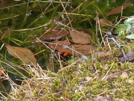 平谷湖フィッシングスポット 釣果