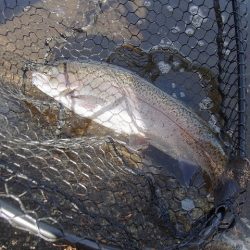 平谷湖フィッシングスポット 釣果