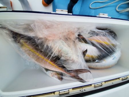 海晴丸 釣果