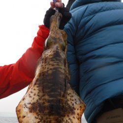 ブルースフィッシングサービス 釣果