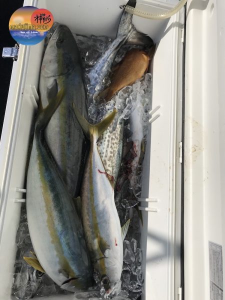 幕島丸 釣果