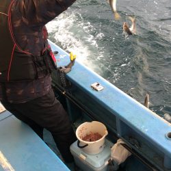 ヤザワ渡船 釣果