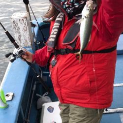 ヤザワ渡船 釣果