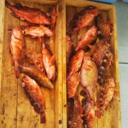 岡田釣船 八英丸 釣果