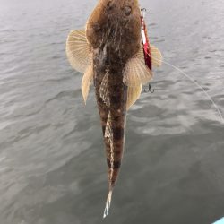 アマテラス 釣果