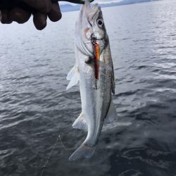 アマテラス 釣果