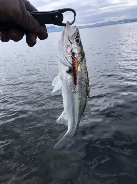 アマテラス 釣果