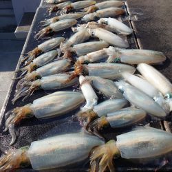 ブルースフィッシングサービス 釣果