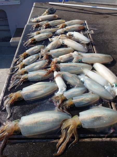 ブルースフィッシングサービス 釣果