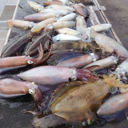 ブルースフィッシングサービス 釣果