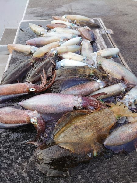 ブルースフィッシングサービス 釣果