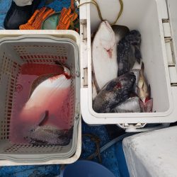さち丸 釣果