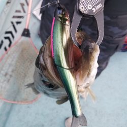 アマテラス 釣果