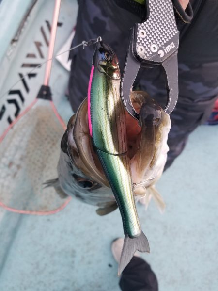 アマテラス 釣果