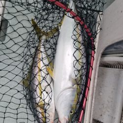 アマテラス 釣果