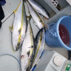 アマテラス 釣果