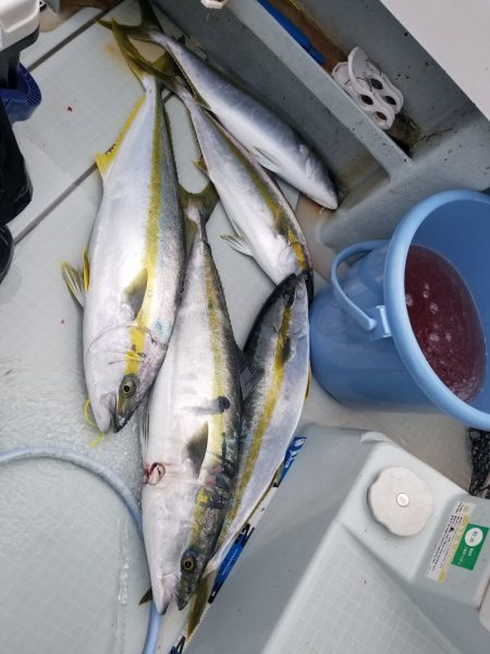 アマテラス 釣果