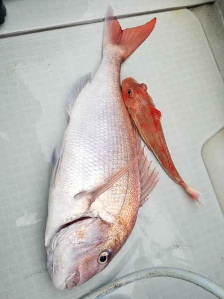 アマテラス 釣果