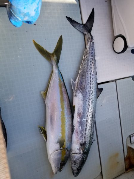 アマテラス 釣果