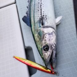 アマテラス 釣果