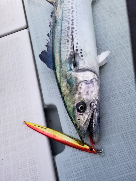 アマテラス 釣果