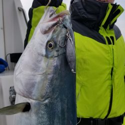 アマテラス 釣果