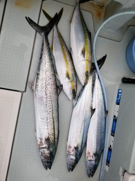 アマテラス 釣果