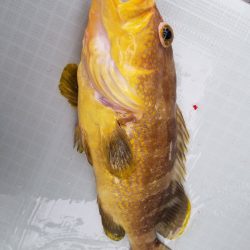 アマテラス 釣果