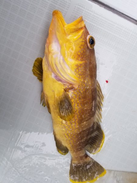 アマテラス 釣果