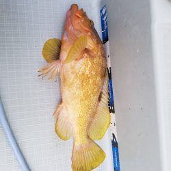 アマテラス 釣果