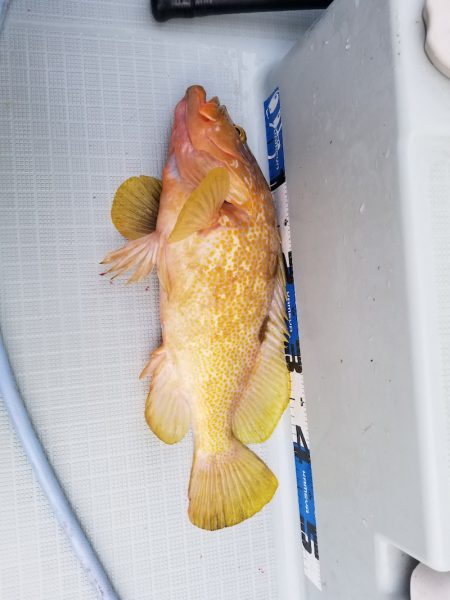 アマテラス 釣果