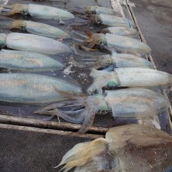 ブルースフィッシングサービス 釣果