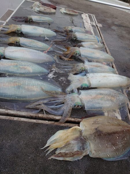 ブルースフィッシングサービス 釣果