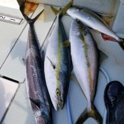 アマテラス 釣果