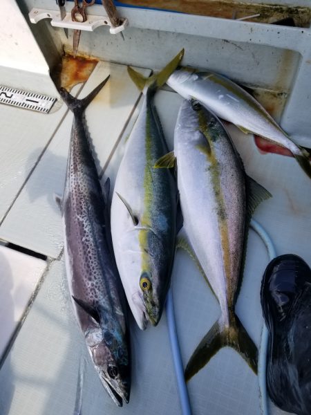 アマテラス 釣果