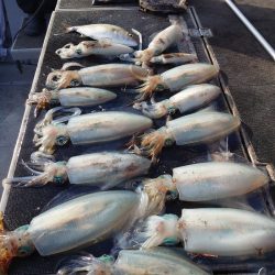 ブルースフィッシングサービス 釣果