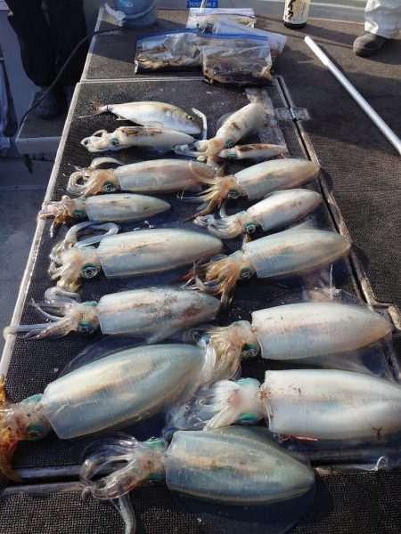 ブルースフィッシングサービス 釣果