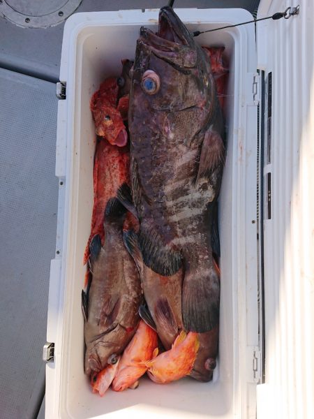 エンペラー 釣果