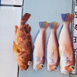 アマテラス 釣果