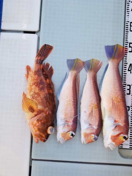 アマテラス 釣果