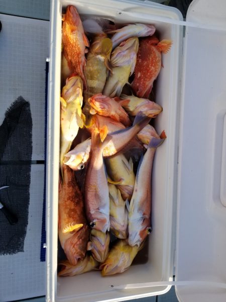 アマテラス 釣果