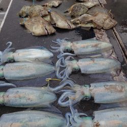 ブルースフィッシングサービス 釣果