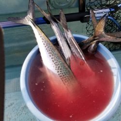 アマテラス 釣果