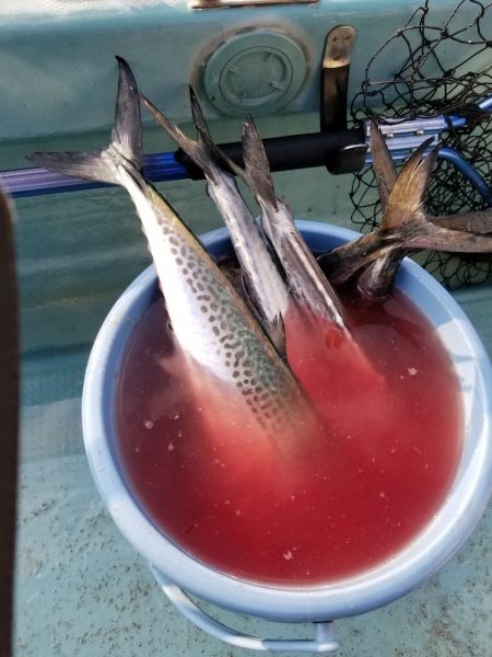 アマテラス 釣果